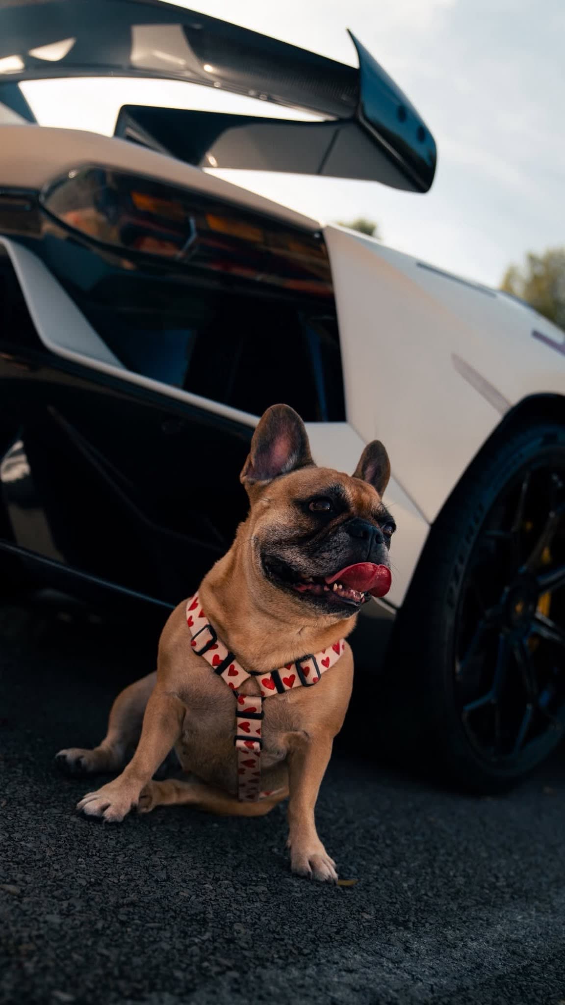 Französische Bulldogge sitzt vor einem weißen Lamborghini